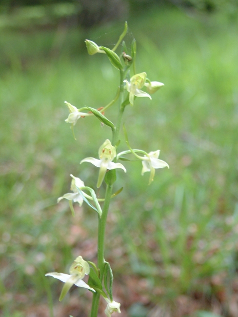 Platanthera chlorantha